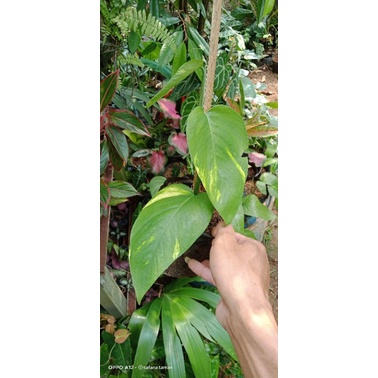 tanaman epipremnum pinatum yellow variegata/tanaman hias epipremnum/epipremnum pinatum