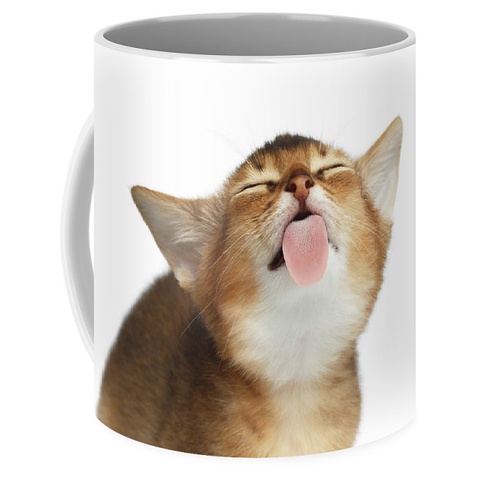 Mug Cangkir Abyssinian Kitten Licking Screen