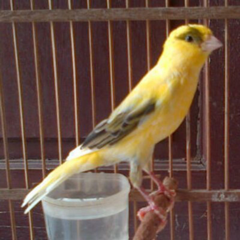 Kenari AF Bahan Jantan