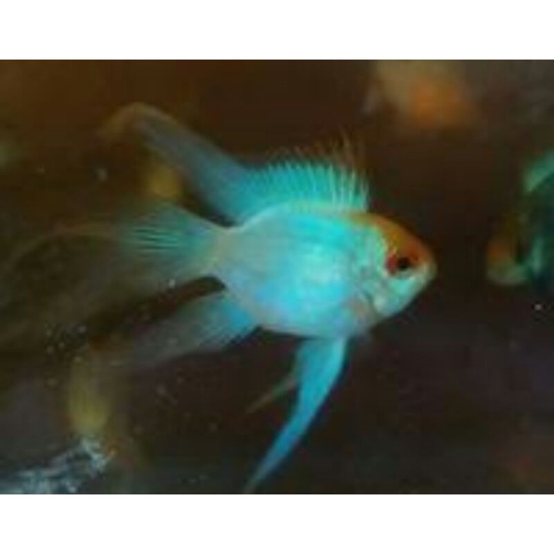 ramirezi blue electric slayer