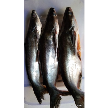 

IKAN PATIN SEGAR