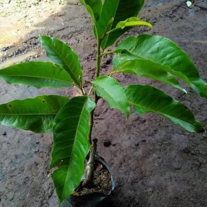 Bssg Pohon Kantil/ Cempaka - Bibit Tanaman Bunga Kantil / Cempaka