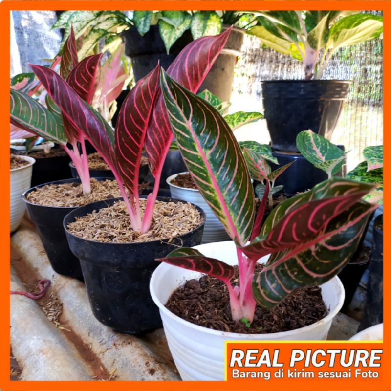 aglonema red sumatera daun 3-4.daun lebar anak samping