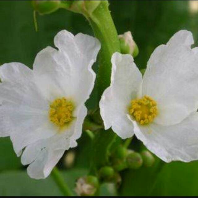 Tanaman hias melati air-tanaman air-melati air