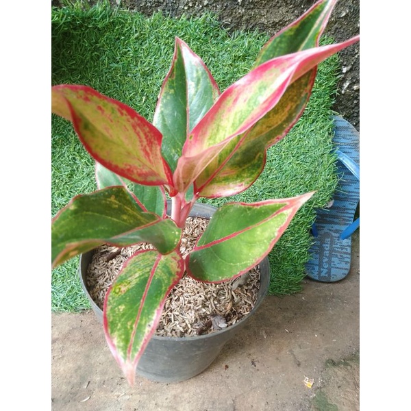 Aglonema Lipstik-Aglonema Daun merah-tanaman hias