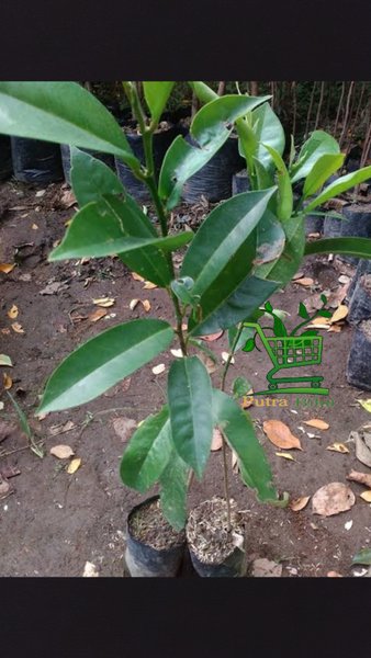 Bibit pohon huni-buni-Bibit tanaman huni-buni