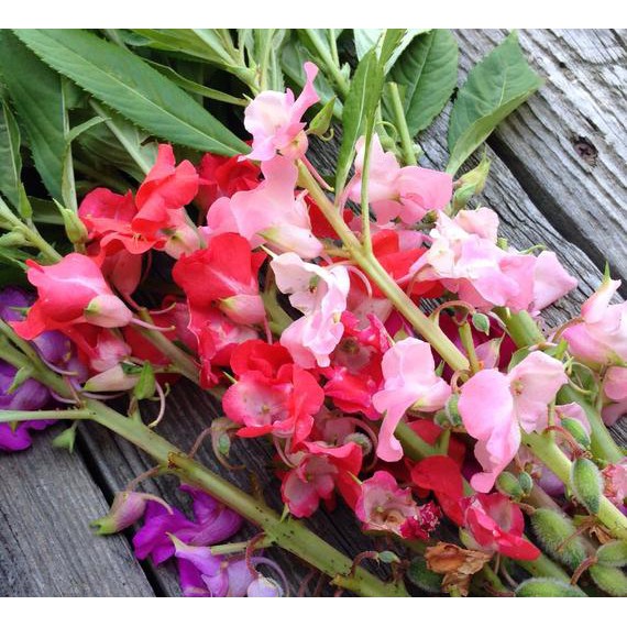 Benih-Bibit Bunga Pacar Air/Balsam Mix (Haira Seed)