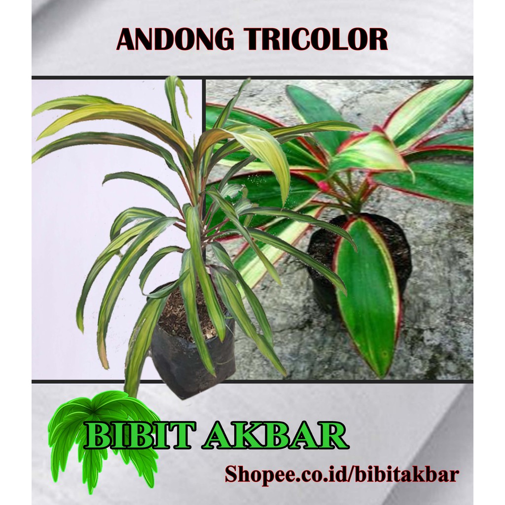 

Tanaman Andong Tricolor