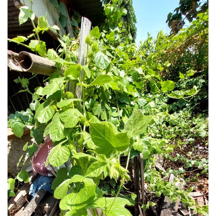 Bubuk Daun Markisa Mini / Powder Rambusa / Daun Markisa Mini Segar