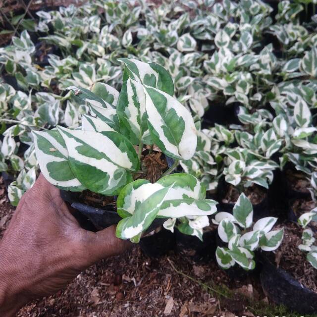 Srigading putih enjoi