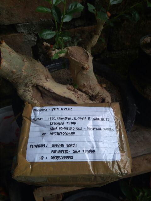 Berisi 500 Biji Benih Bonsai Kawista Batu / Kawista Kerikil Siap Semai