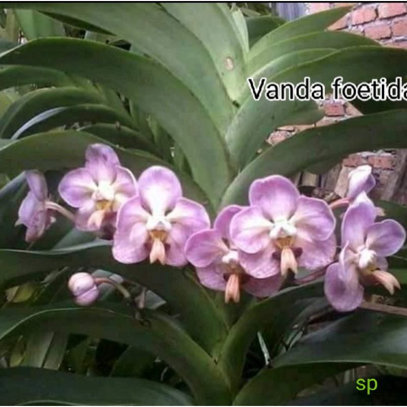 Anggrek Vanda foetida
