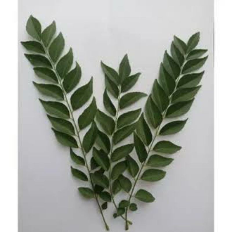 

daun kari salam koja temurui segar wild curry leaves