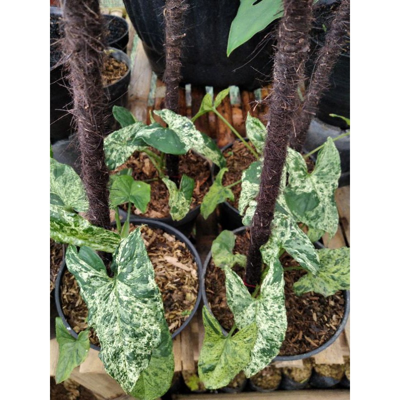 tanaman hias syngonium mojito - singonium mojito - syngonium mojito size indukan
