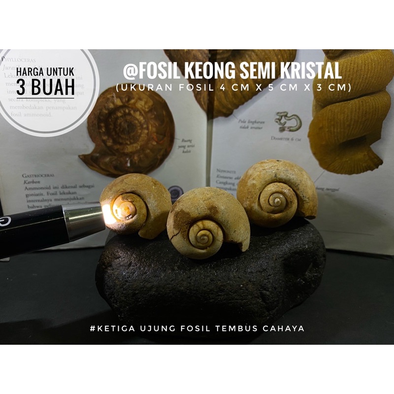 Fosil Keong Semi Kristal B67 atau Fosil Kerang atau Fosil Gastropoda atau Fosil Kol Buntet