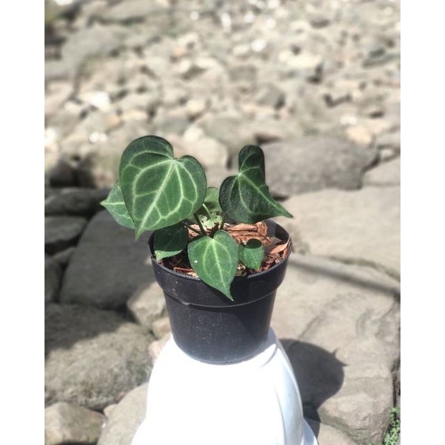 anthurium clarinervium