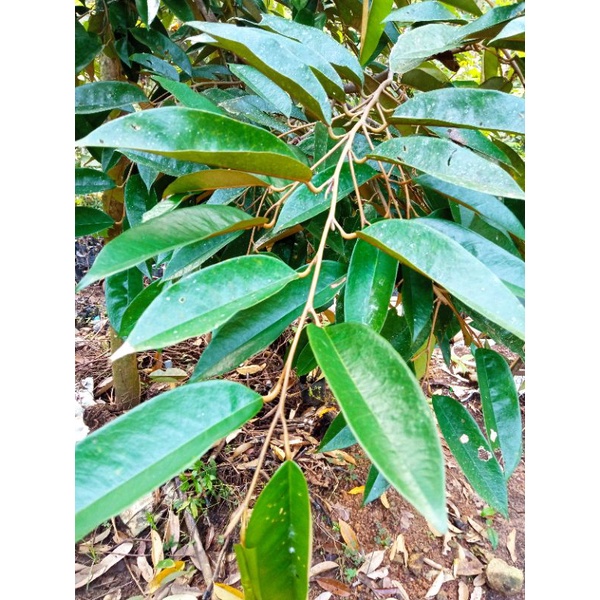 entres duri hitam ochee