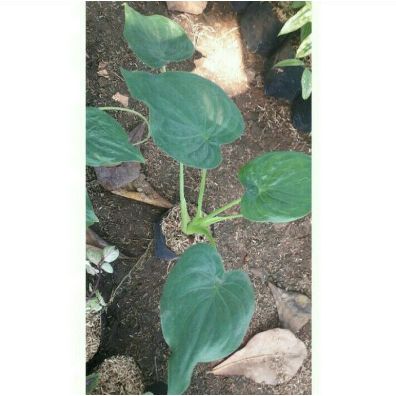Tanaman Herbal Keladi Tikus - Pohon Keladi Tikus Obat Herbal - Caladium