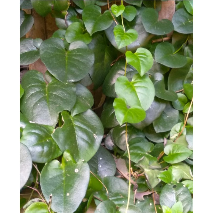 

daun binahong