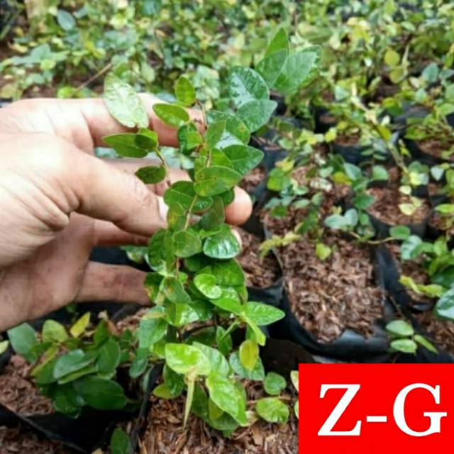 dolar mini-tanaman rambat dolar daun mini