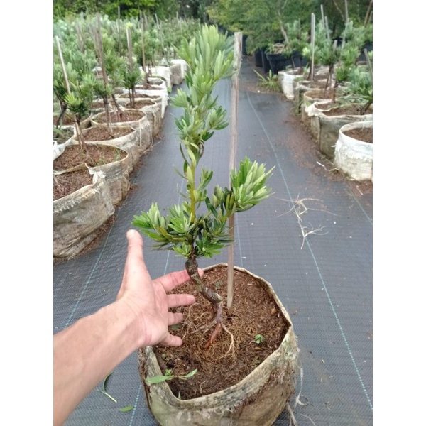 Lohansung Blue Cincuan Okulasi