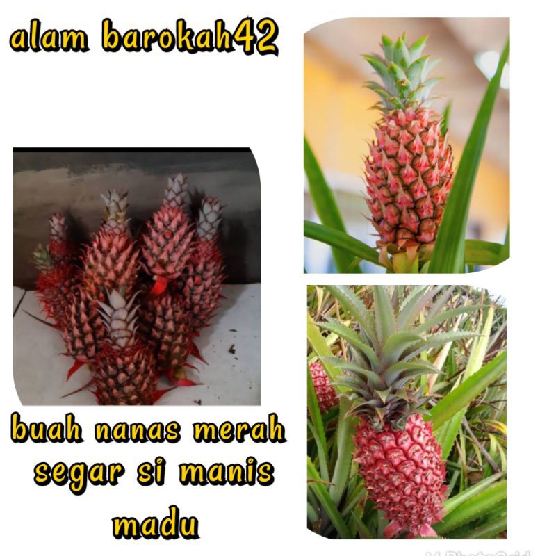 

buah nanas merah si manis madu jumbo alam barokah42