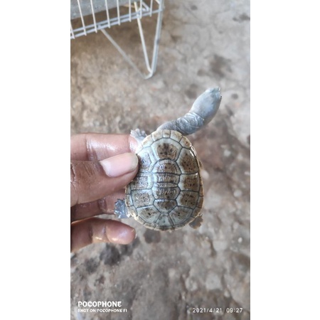 Hiasan Aquarium Kura Siebenrocky (Leher Panjang)