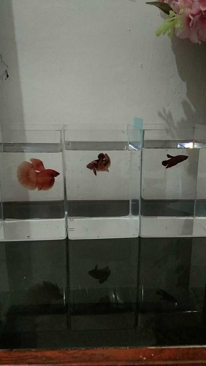 Aquarium Acrylik / Soliter Ikan Cupang, Betta Fish Akrilik, Aquarium Mini.