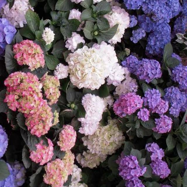 Bunga Sanggul | Hortensia berbunga / Pancawarna