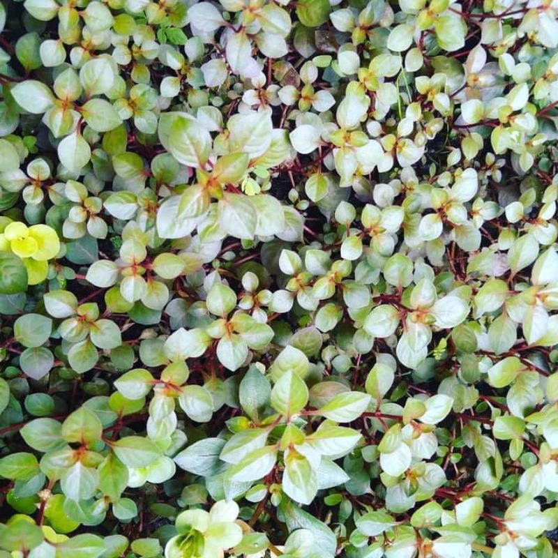 ludwigia sp red