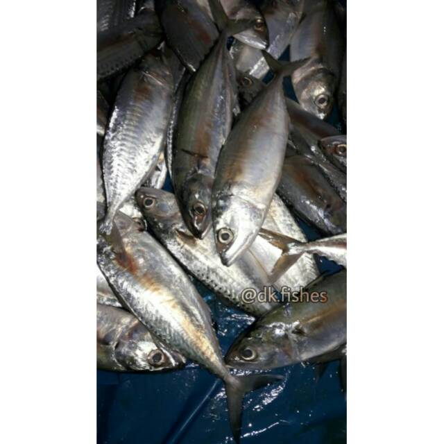 

Kembung Kuring /Pack1kg