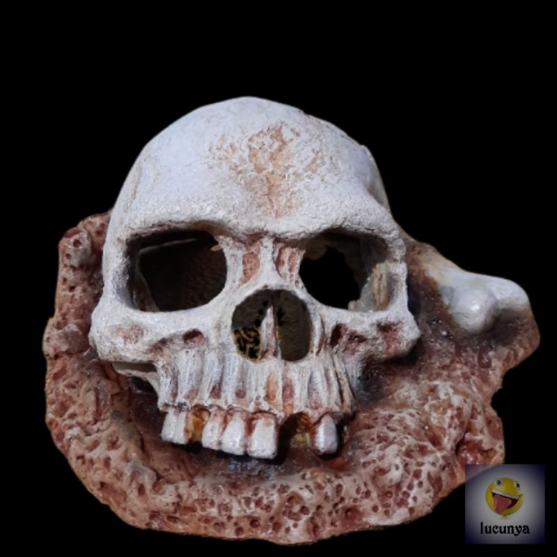 hiasan aquarium tengkorak aksesoris  dekorasi miniatur  fosil tengkorak hidingcave aquascape gua per