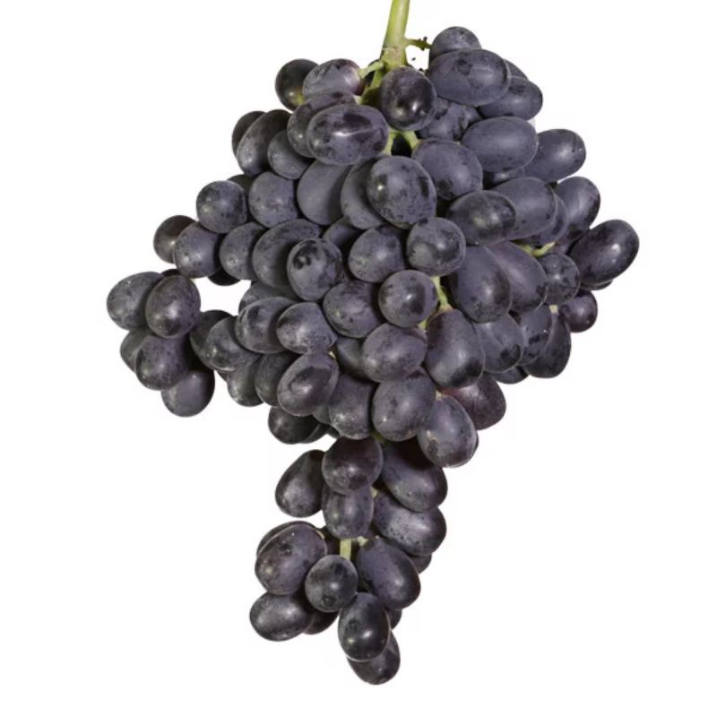 Bibit Anggur Import Hitam Tanpa Biji (Seedless)
