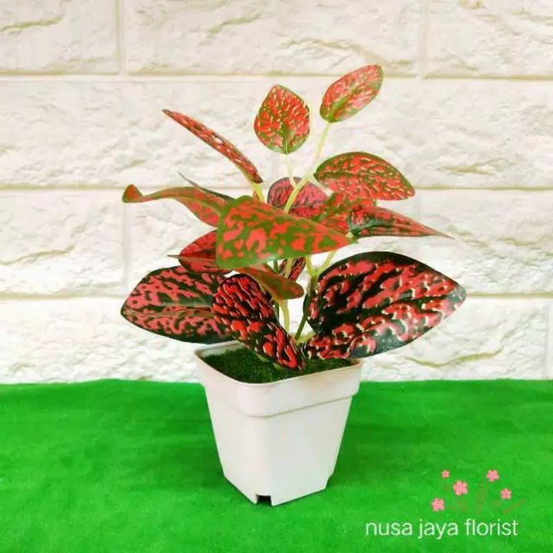 Aglonema hias bunga plastik