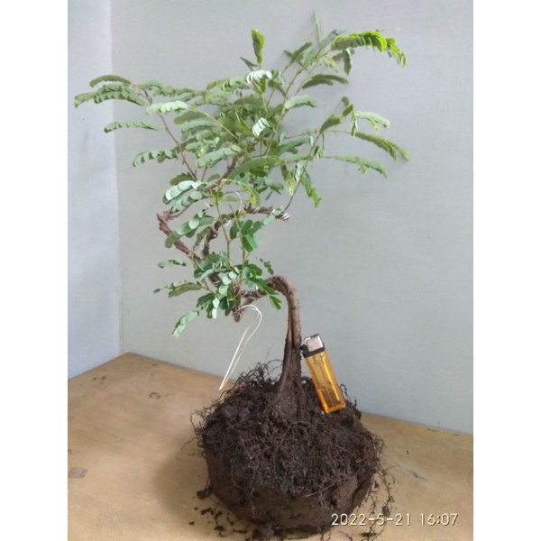 bonsai asam jawa