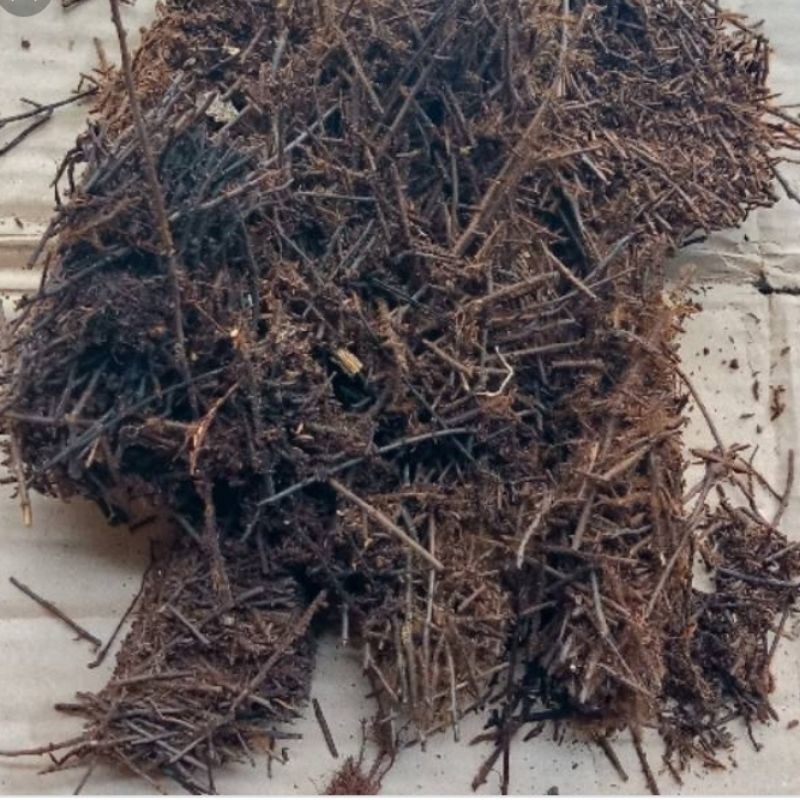 akar pakis cacah 1kg media tanam