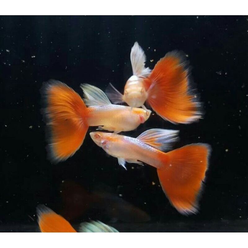 ikan Guppy murah red sky sepasang