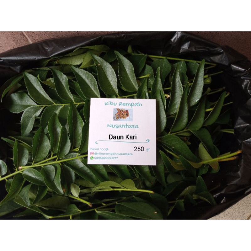 

10 tangkai daun kari / daun salam koja / curry leave