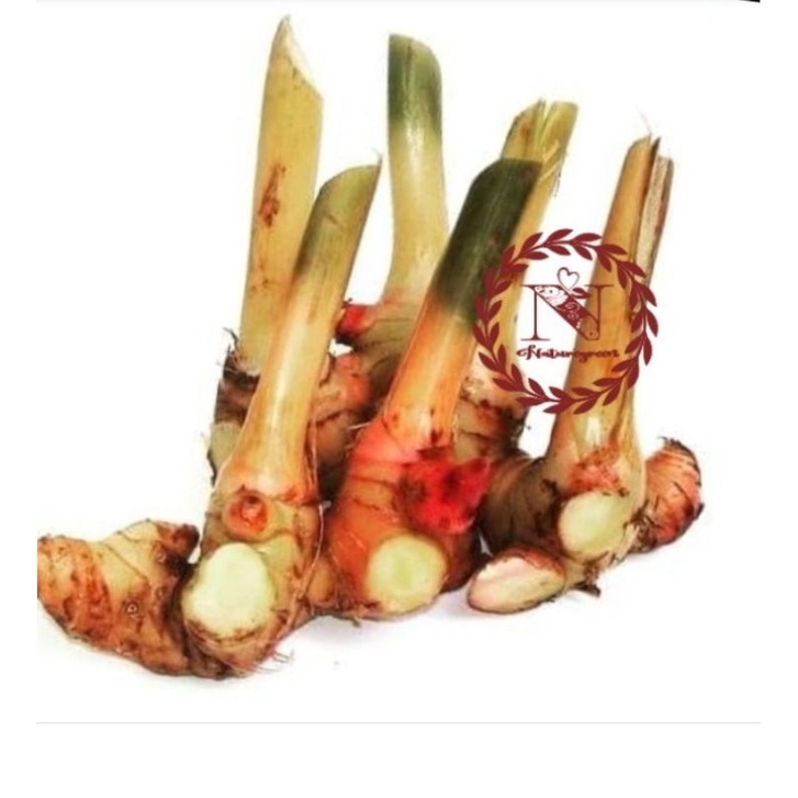 

umbi lengkuas basah segar 100 gr laja gowah murah