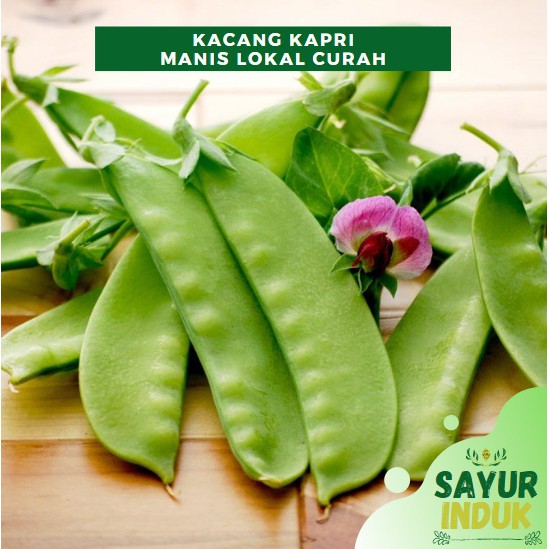 

Sayur Induk - Kacang Kapri Manis Lokal 250 Gram Fresh Grade A Kacang Polong