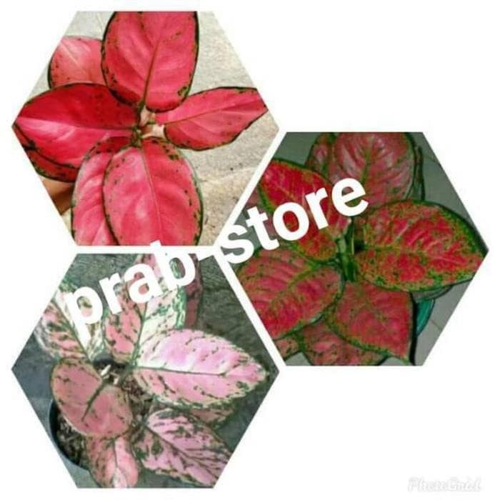 Paket 3 Aglonema - Bibit Aglonema - Bunga Aglaonema