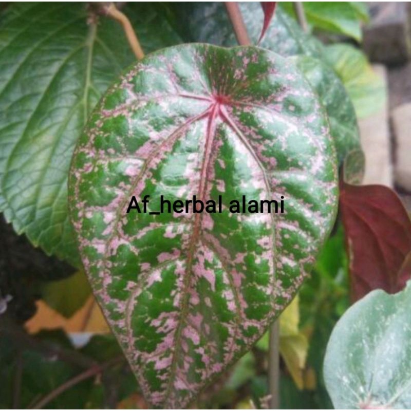 

DAUN SIRIH MERAH HERBAL 30 LEMBAR