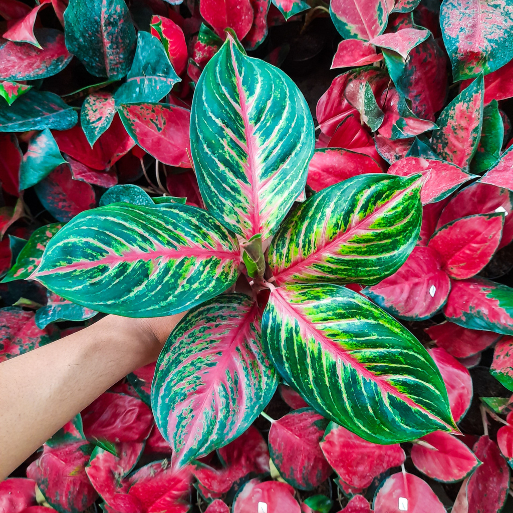 Aglonema Red Borju Tanaman Hias Bunga Aglaonema Murah Merah BUKAN bonggol bibit