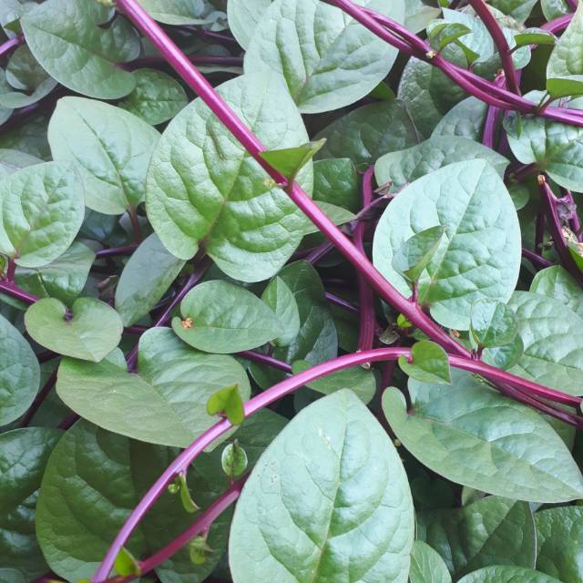 

Termurah Daun binahong segar 500gr / daun ajaib / heart leave / daun obat