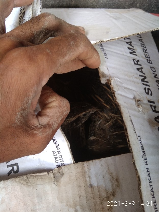 Puyuh Jantan (remaja)