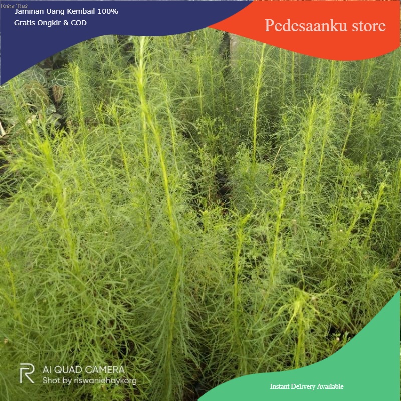 tanaman hias cemara laut bibit - pohon cemara air - cemara angin