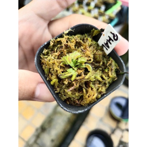 Venus Fly Trap Phalanx Venus FlyTrap Phalanx Size Kecil