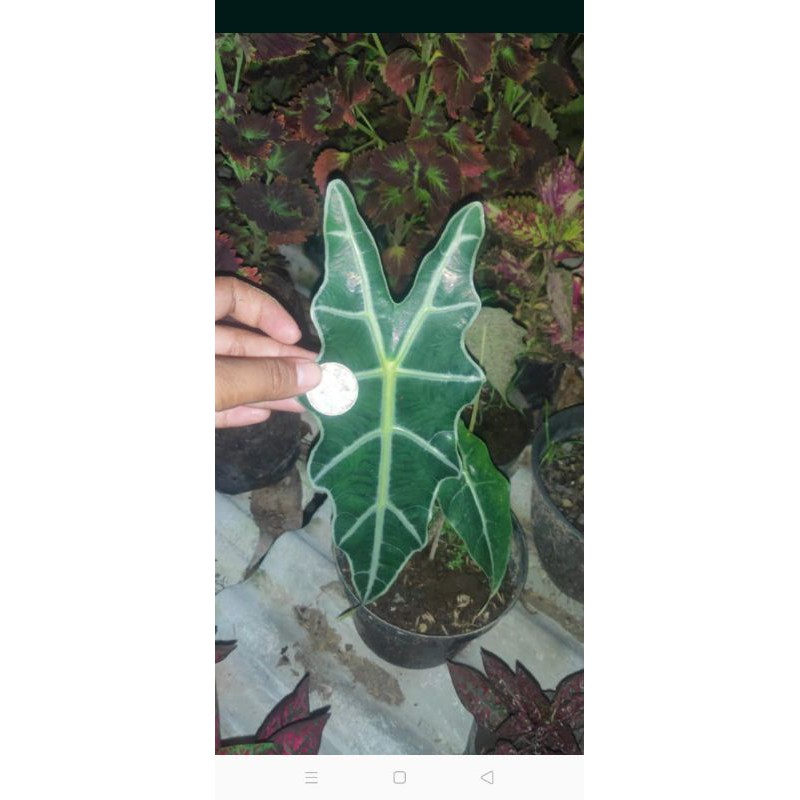 alocasia amazon