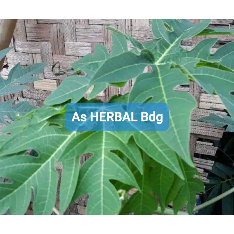 

Daun pepaya segar per 1 kg fresh-az