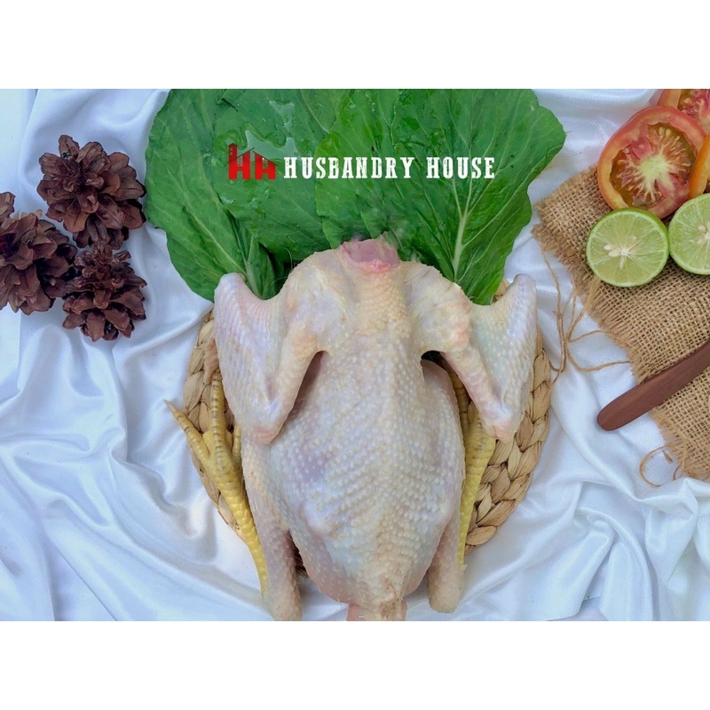 

AYAM KAMPUNG ORGANIK